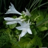 Hosta plantaginea 'grandiflora' --  Lilien-Funkie